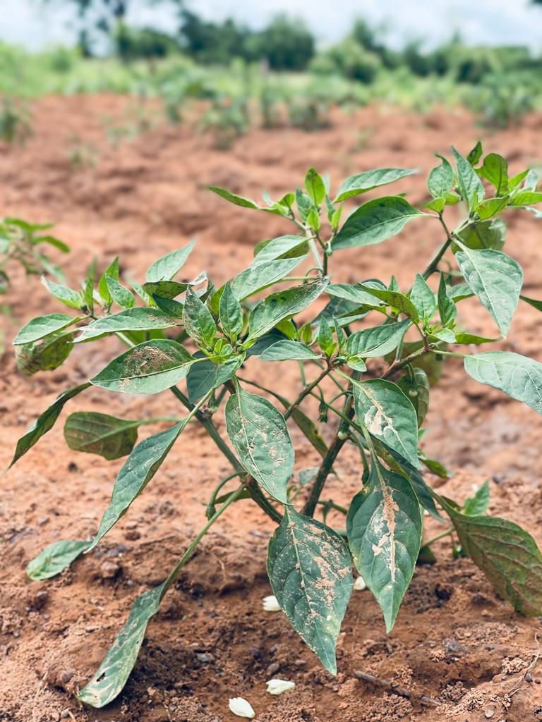 Agricultural Innovation